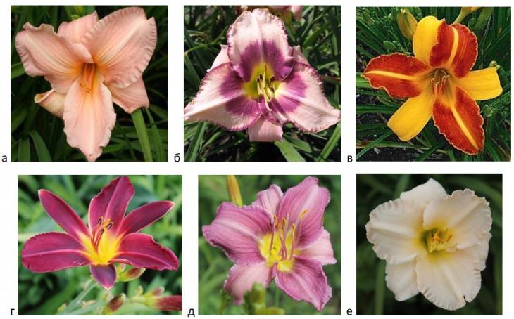 Сорта розовых лилейников: названия сортов с фотографиями и отзывами - всё о лилейниках на сайте NatureGarden