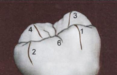 двух бугорков